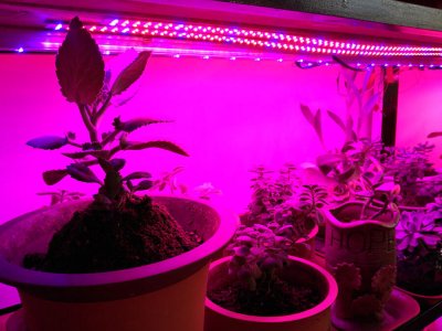 LED-kasvien valopalkki
